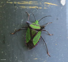 Pentatoma parametallifera