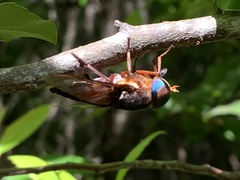 Tabanus americanus