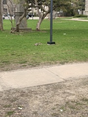 Sciurus carolinensis