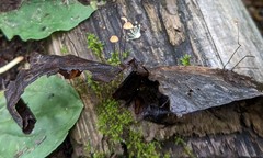 Cryptomarasmius aucubae