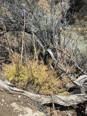 Lomatium dissectum