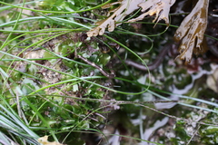 Ophioderma panamense