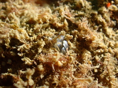 Phyllodesmium opalescens