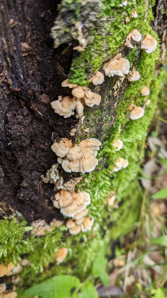 Irpex consors · May 2022 · photo: © atsushi_nakajima_cirque (iNaturalist, cc-by)