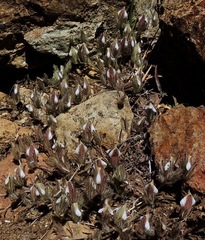 Cordylanthus nidularius