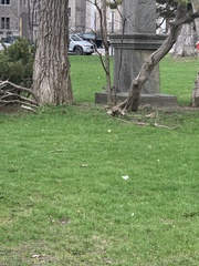 Sciurus carolinensis