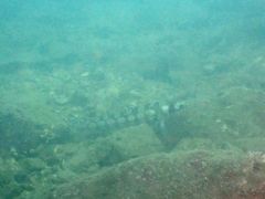 Parapercis tetracantha