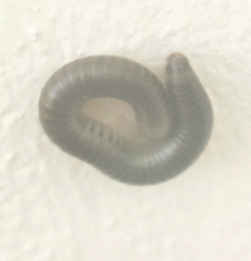 Pachyiulus flavipes