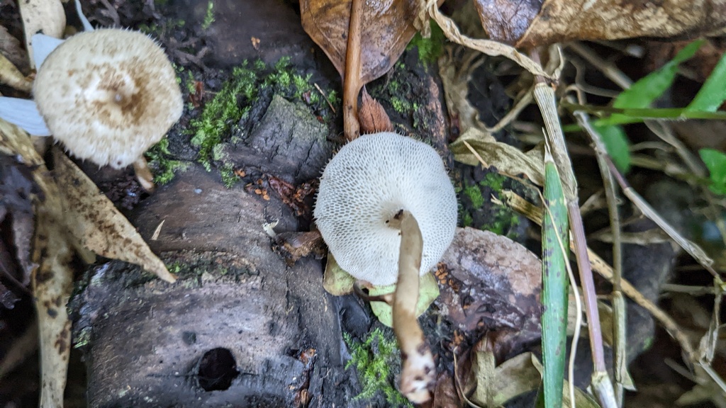 Lentinus arcularius · May 2022 · photo: © atsushi_nakajima_cirque (iNaturalist, cc-by)