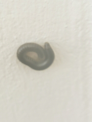 Pachyiulus flavipes