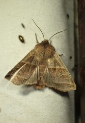 Eupsilia devia