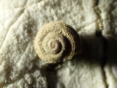 Oreohelix