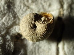 Oreohelix