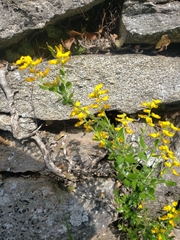 Genista germanica
