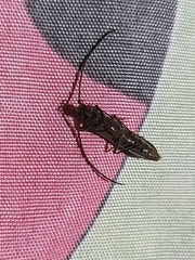 Calopus serraticornis