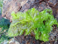 Ulva