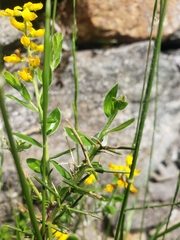 Genista germanica