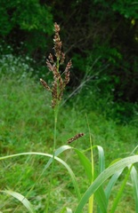 Sorghum halepense