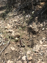 Eriastrum sparsiflorum