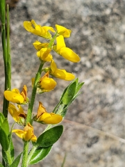 Genista germanica