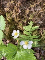 Potentilla sterilis