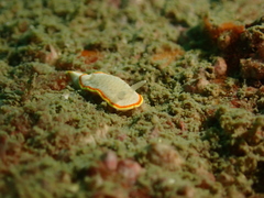 Diaphorodoris