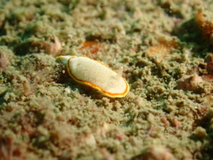 Diaphorodoris