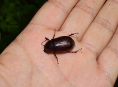 Holochelus