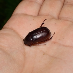 Holochelus
