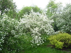 Exochorda