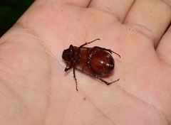 Holochelus