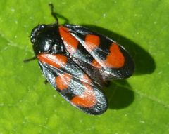 Cercopis vulnerata