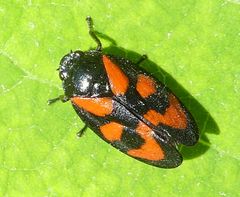 Cercopis vulnerata