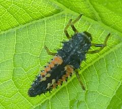 Harmonia axyridis