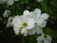 Exochorda