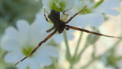 Pistius truncatus