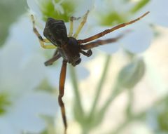Pistius truncatus