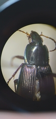 Poecilus lucublandus