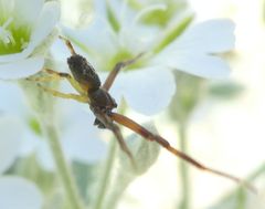 Pistius truncatus