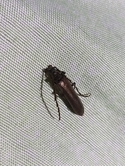 Calopus serraticornis