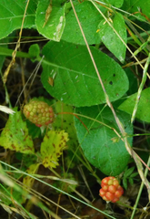 Grewia occidentalis occidentalis