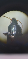 Poecilus lucublandus