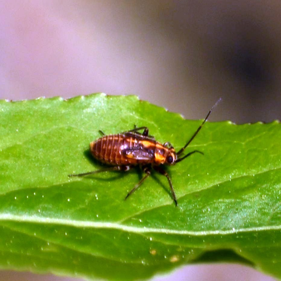 Capsodes flavomarginatus