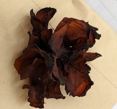 Phaeotremella fimbriata