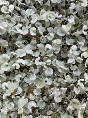 Dichondra argentea