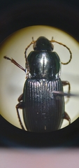 Poecilus lucublandus