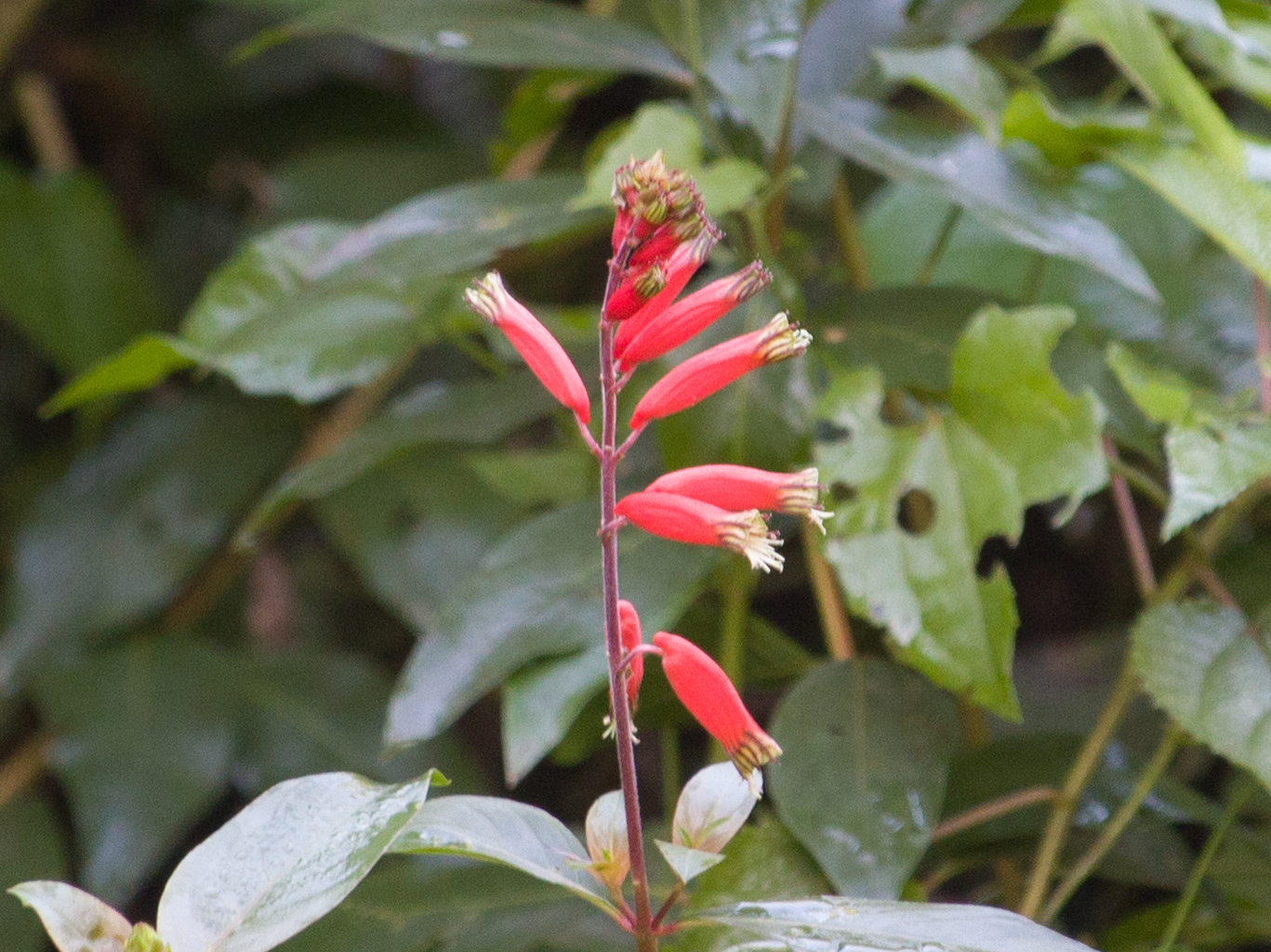 Cuphea melvilla