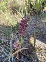 Anacamptis coriophora