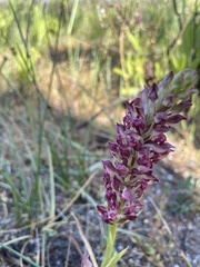 Anacamptis coriophora