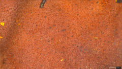 Phaeotremella fimbriata